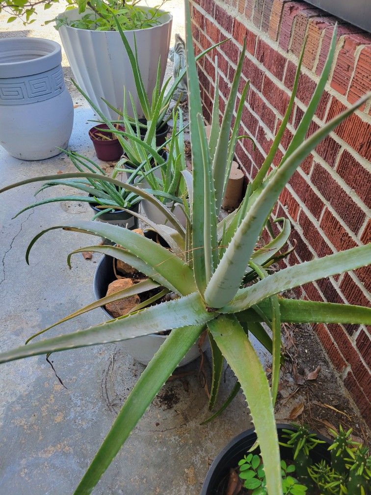 Plants for Sale
