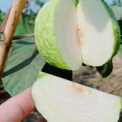 Taiwan Seedless guava Tree 24H