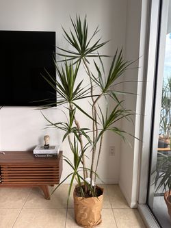 Large Dracaena Marginata Indoor Plant