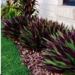 Moses In A Cradle   Fullsun Or Partsun   Dont Freeze