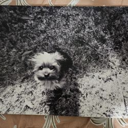 Canvas FREE!