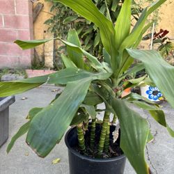 Dracaena 2 Pies De Alto . Cuatro En Una Maceta