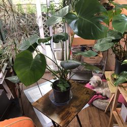 33” Tall Monstera- Wondering Jew Plant 