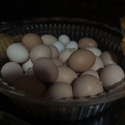 Chicken Eggs