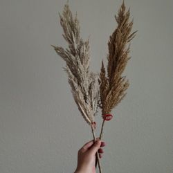 Dried Pampas Grass 2  Steam