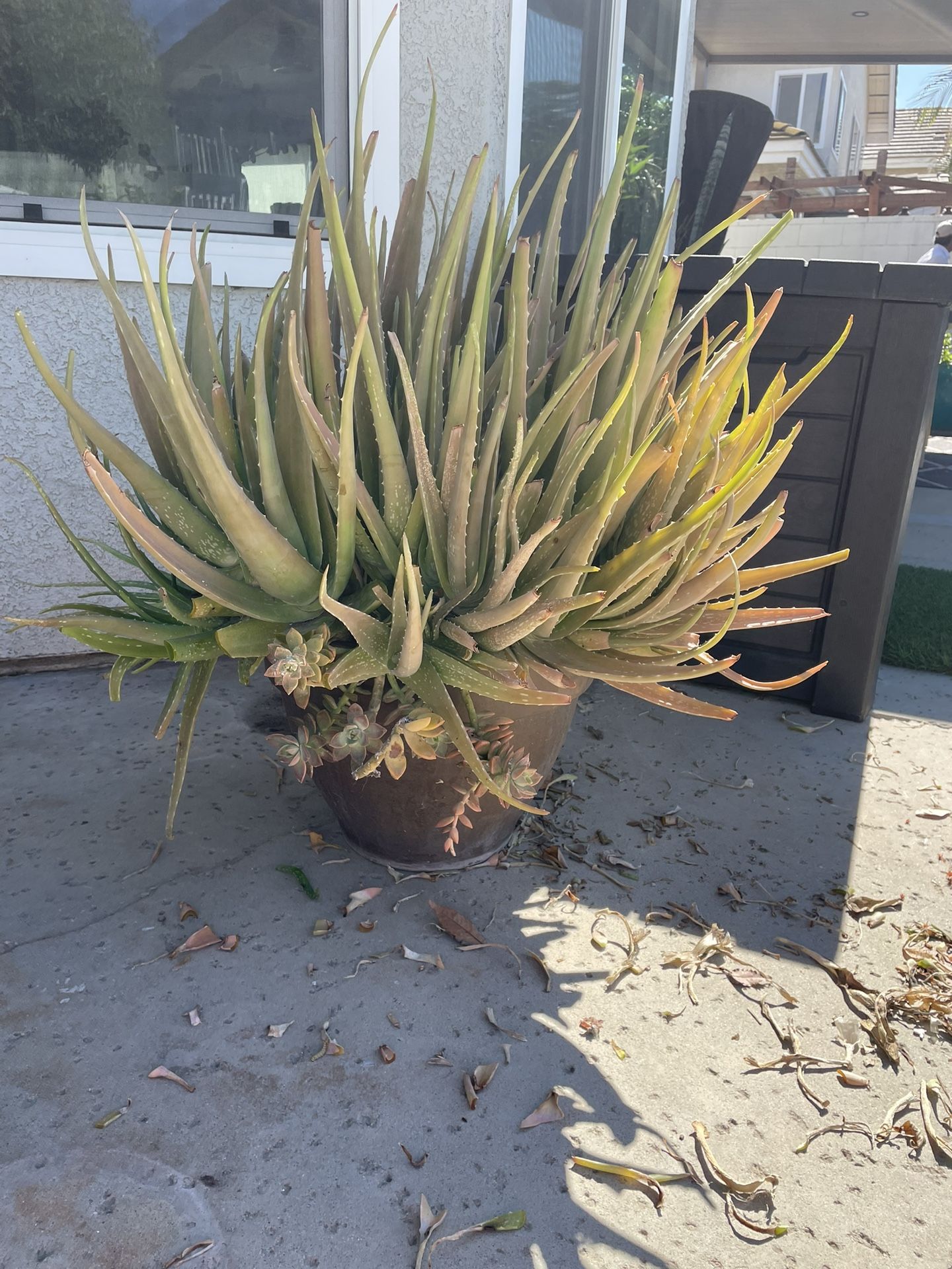 Free Plant Pot Not Included