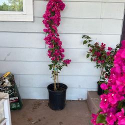 Boganvilia Plant Planta Pink Rosita Flor