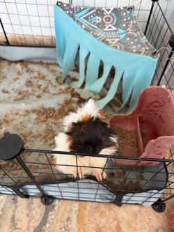 Black Wire Small Animal Cage