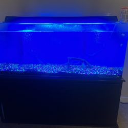 65 Gallon Plexi Glass Tank With Stand