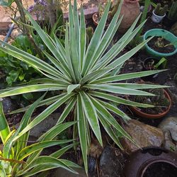 Agave plant and more