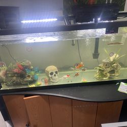 55gal Fish Tank 
