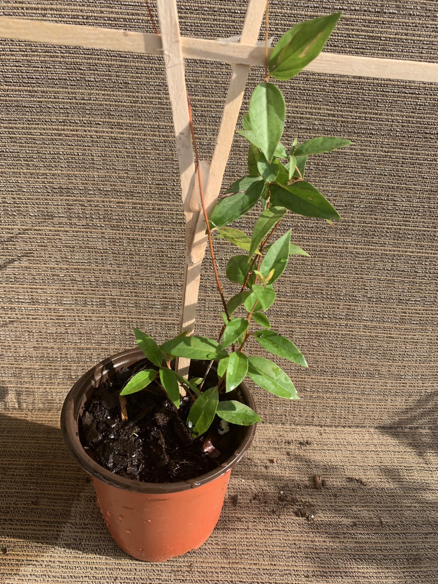Small Pot Of Carolina Yellow Flowering Jasmin Vine, Perennial Comes Back Each Year, Full Sun To Partial Shade