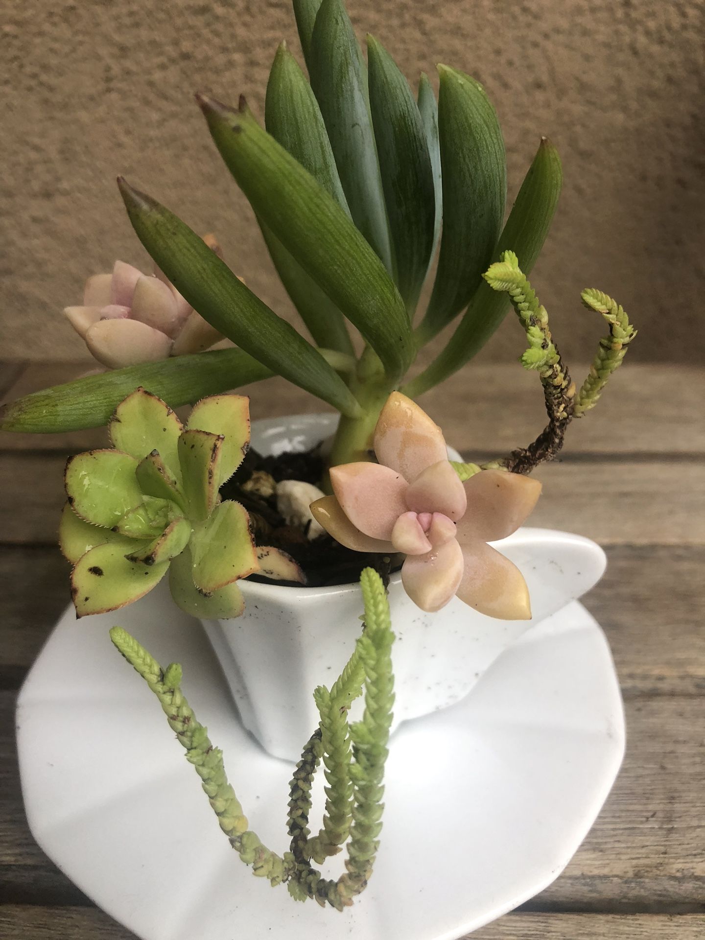 Succulent Arrangement In Espresso Cup And Saucer 