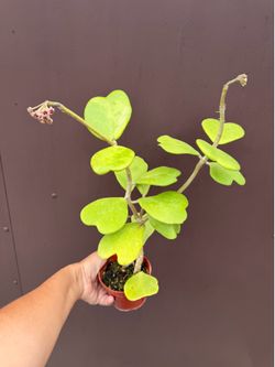 4” blooming Hoya Kerri