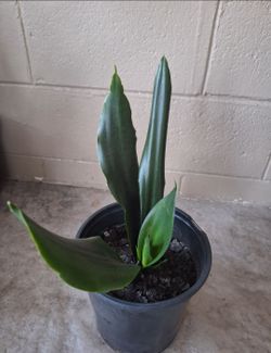 Potted Black Dragon Snake Plant (Sansevieria Trifasciata)