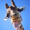 Janeen