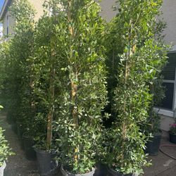 Ficus Tree Columnas