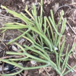 Fire Stick Pencil Cactus Cuttings