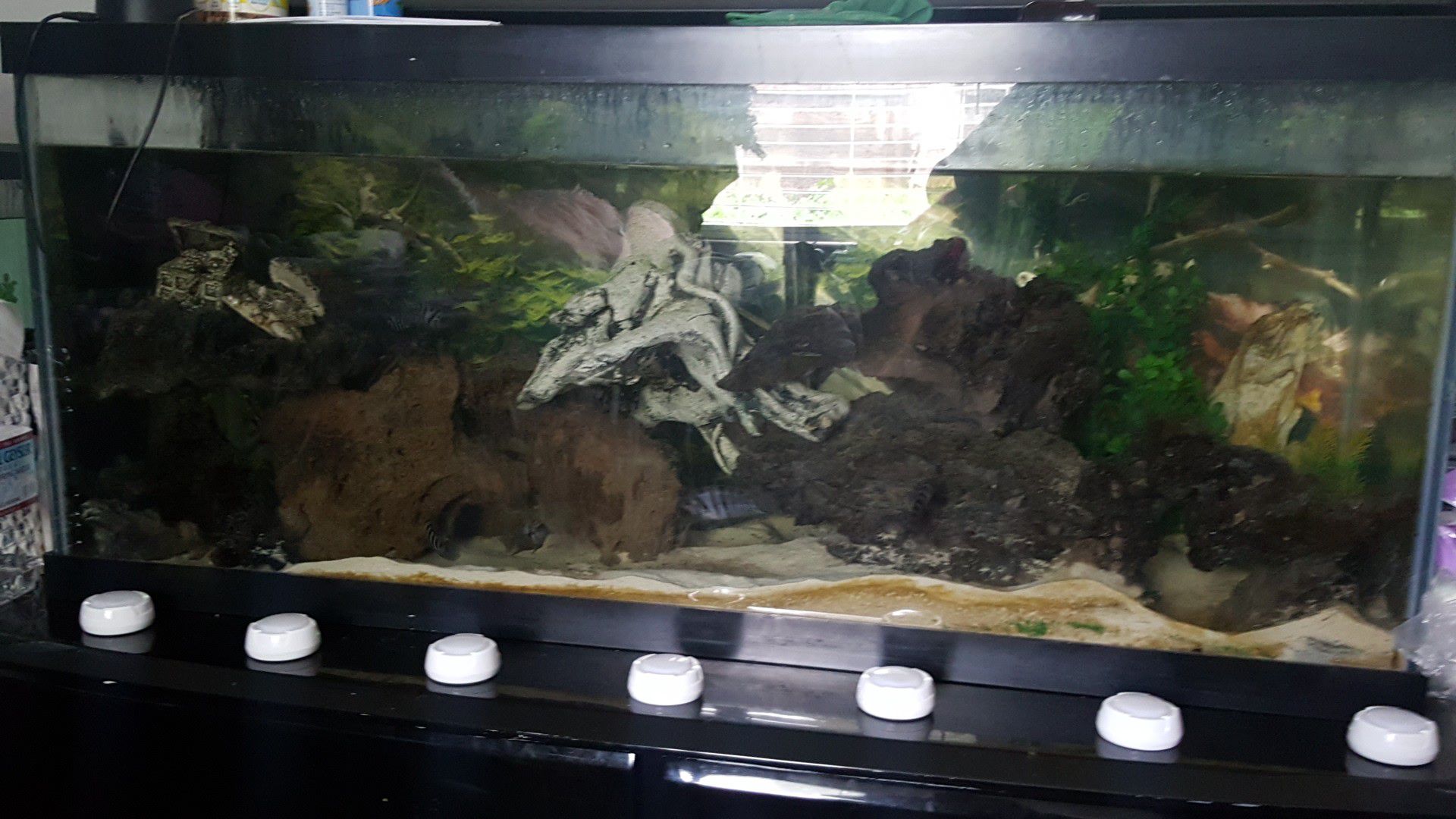100 gallon fish tank 250 or best offer