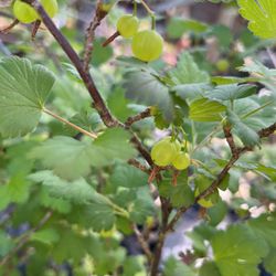 Gusberry Plant 