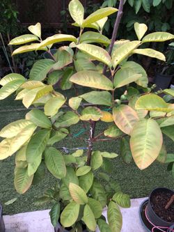 Guava tree