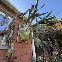 Large Staghorn Fern With Multiple Babies , Ready To Hang !