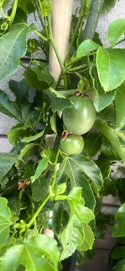 Passion Fruit