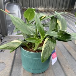 Cobra Monstera plant  