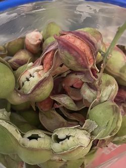 Guamuchiles