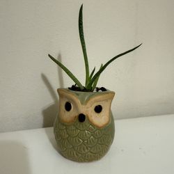Wisteria House Plant in a Cute Planter with Drainage
