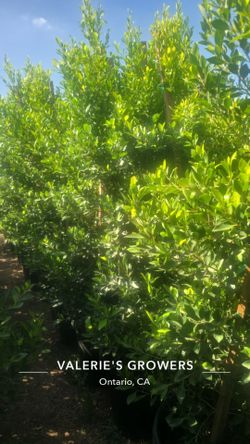 Indian Laurel