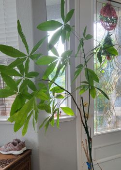 5.5 Feet Indoor Plant