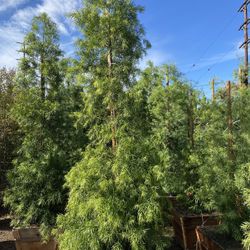 Fern Pine Privacy Hedge