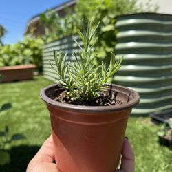 Lavender Plants