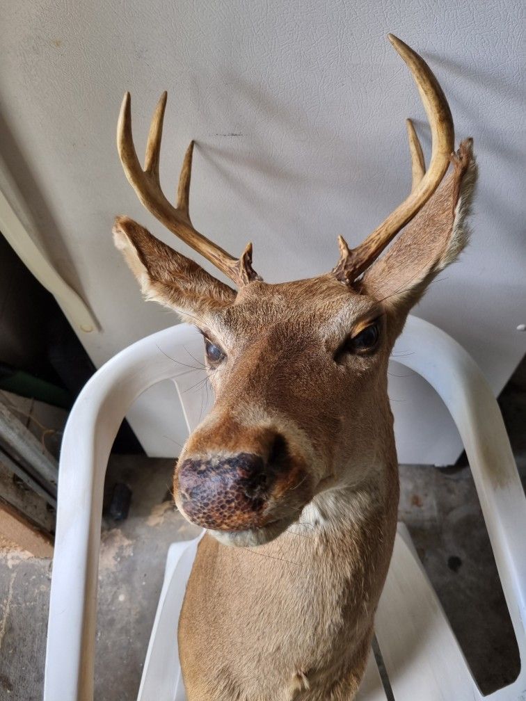 This 8 point deer buck shoulder mount taxidermy.  