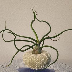 Air Plant