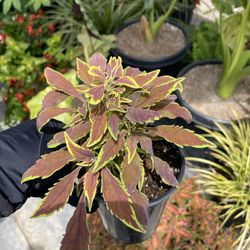 Coleus