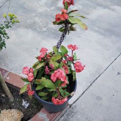 Planta 15 Cada Una