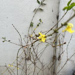 Hoa Mai Vang Japanese Jasmine - Primrose Jasmine