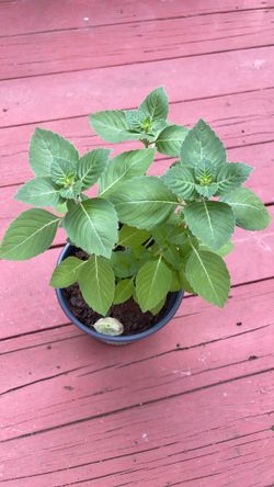 Tulsi/ Holy Basil/Kapoor Tulsi