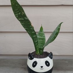 Baby Snake Plant 🪴 