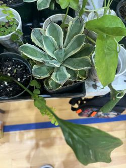 Variegated Agave Plant