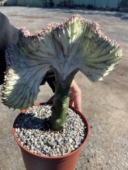 Graft Mermaid Tail Cactus 