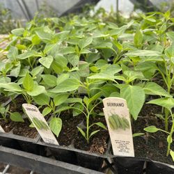 Sale Saturday 4/12, Venta Sabado 4/12