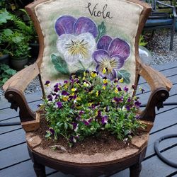 Cute Garden Chair With Real Viola Flowers