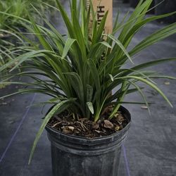 Liriope Super Blue 1 gallons 