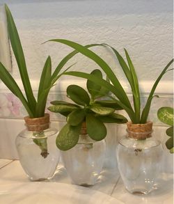 Jade and Spider plants