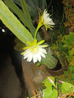 Cactus/Succulent SEE OTHER OFFERS