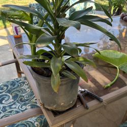 Dos. Plantas en una maceta, nada más, $30