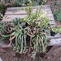 Free Succlent Plants 